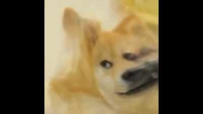 doge when he