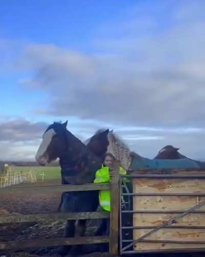 Horse prevents human from getting squashed
