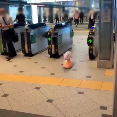 Pig doing a circus trick on a ball in airport