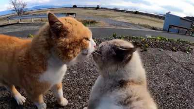 Verbal abuse
