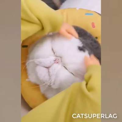 Котик