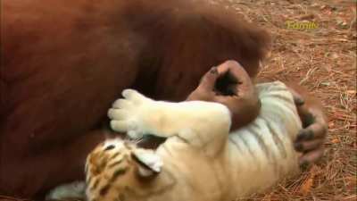 Nice babysitter