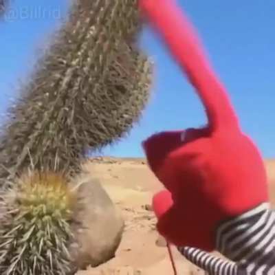 Una rica compilacion de 