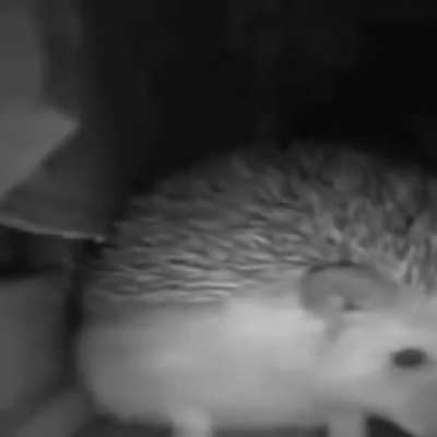 Sneeeezzzzee