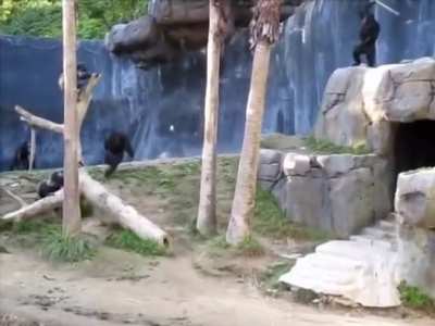 I was bored so I put some Doom music over a video of some monkeys fighting . _.