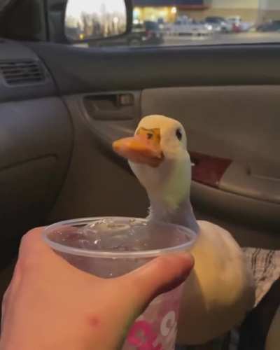 Give the snacc or forever hear the quacc