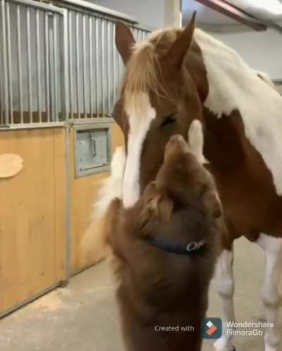 Doggo sees a horse