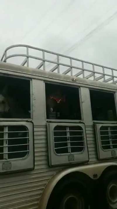 Quit horsin around