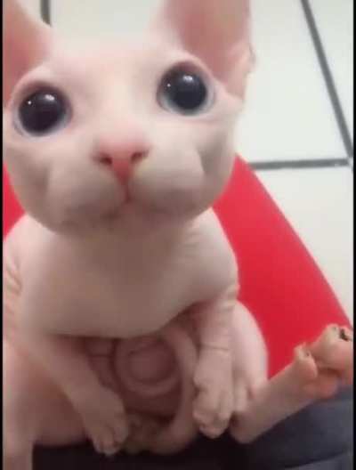 Ah cute kitti