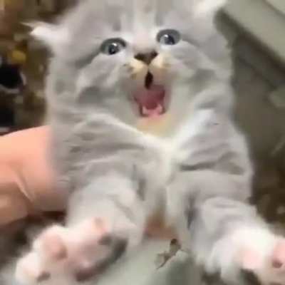 Very angry feral kitten