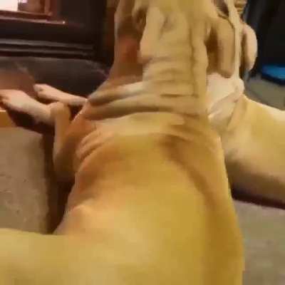 Woof_irl