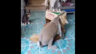 Kedi pompalayan davşan