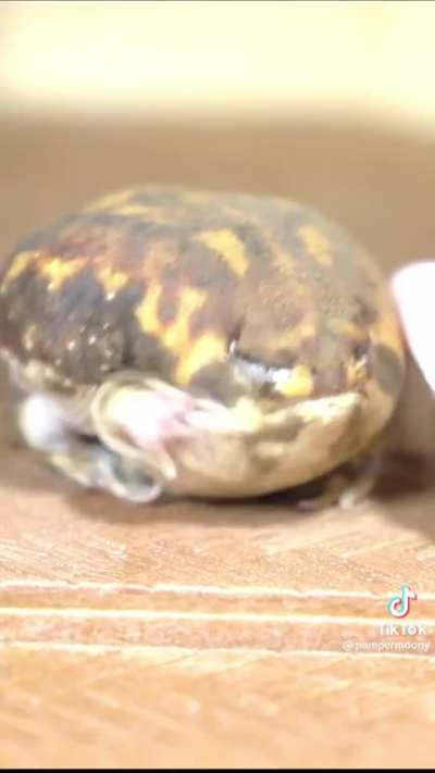 Old man frog
