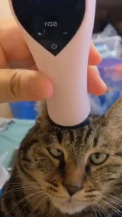 a cat gets a massage