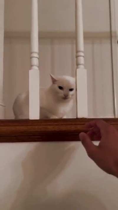 Trying to pet my friend’s deaf (and probably racist) cat
