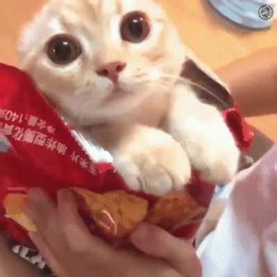 Bag of chips