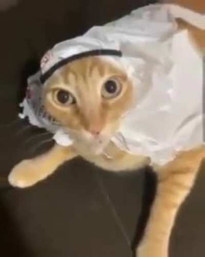 Gato Arabe