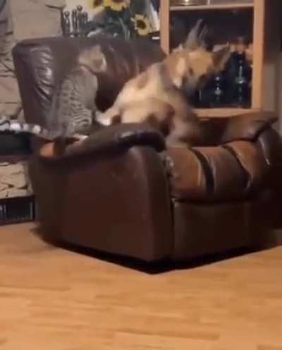 This cat.