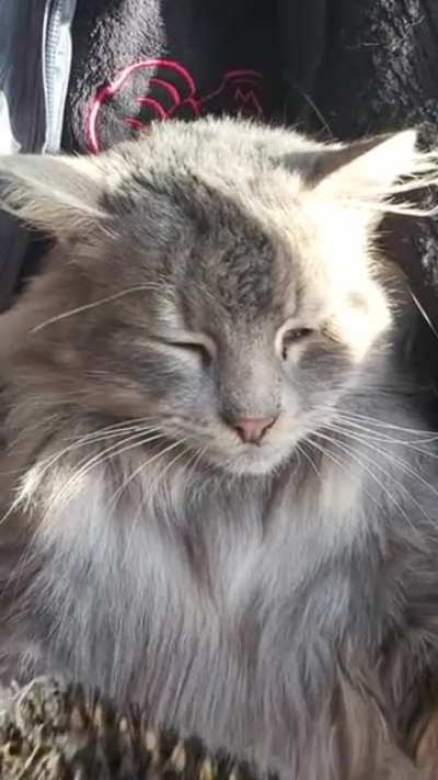 Brushy brushy