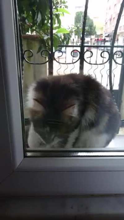 Window cleaner