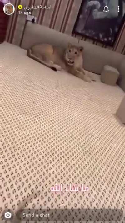 Didn’t know sloths could move that fast