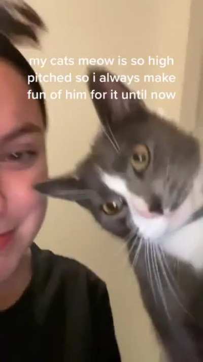 High pitch meow gone wrong