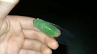 Perfectly cut Cicada?