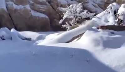 Lions at the Denver Zoo playing in the snow.