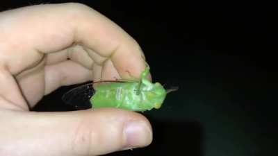 *cicada noises*