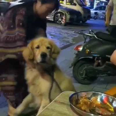 to walk the dog