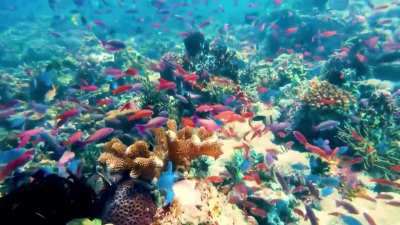“Centre of the Centre of Marine Biodi<wbr>versi<wbr>ty” - The Verde Island Passage, Philippines