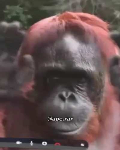 Funky monkey friday