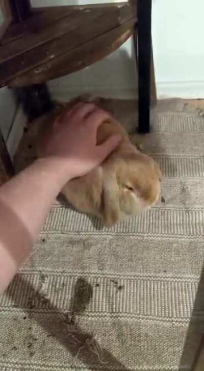 lagoloaf