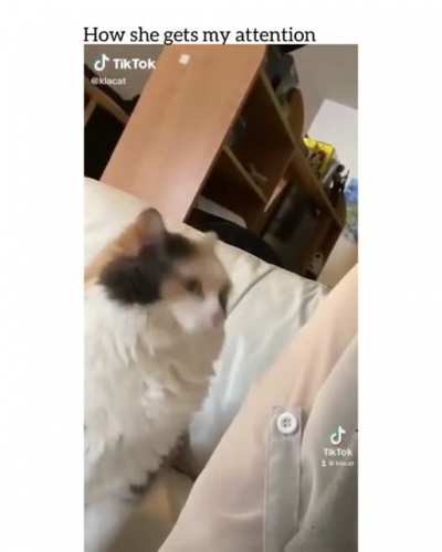 Head but for head pet