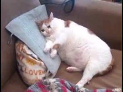 Sad cat Shanson