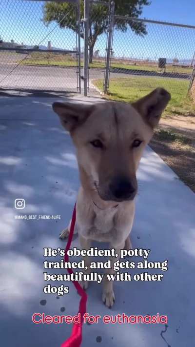 Last Call! At risk of euthanasia 11/8. Hwang Gewn is a volunteer favorite. One of the sweetest, most gentle dogs at the shelter. He’s obedient and gets along w. other dogs. Please be his miracle. Adopt, any state. Lancaster shelter, CA