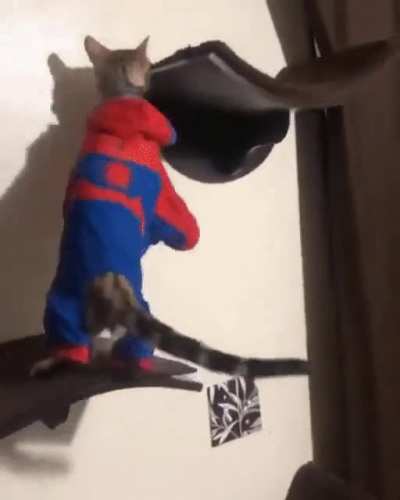 Spider - Cat