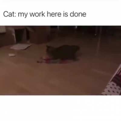 When a cat works really hard.