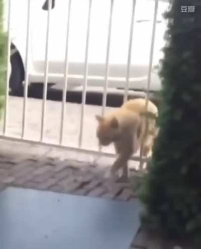 Cat Walks Through A Gate He's Too Fat To Fit Through