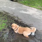 Summer Baths