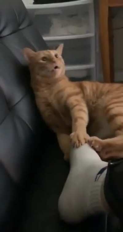 This sharp clawed monster tried to steal my damn foot!! Follow me on Twitter @Mincikr0w