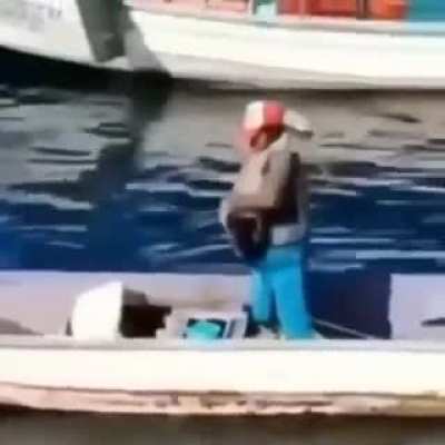 Pelicans shenanigans