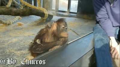 MACACO BOLA RINDO DA MÁGICA 🤡