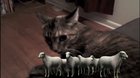 funny cat sound ريمون عبور فروي الإباحية