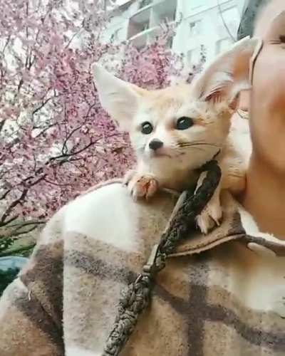 Shoulder fen