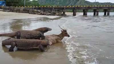 Deer getting its final view of the scenery while Komodo Dragons dig in