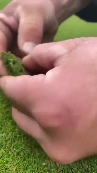 Removing a weed from a putting green