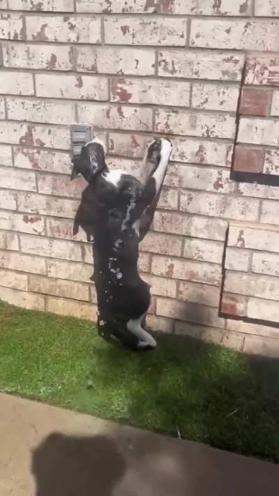 A glitch in the Catrix