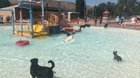 Reddit was mad last year when the puppy pool party video I posted was only 15 seconds. It’s been 365 days, and I present: splash dance 2019, a much longer video.
