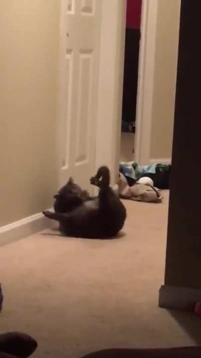 Meow_irl